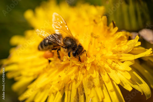 wild bee collecting nectar from a yellow dandelion flower