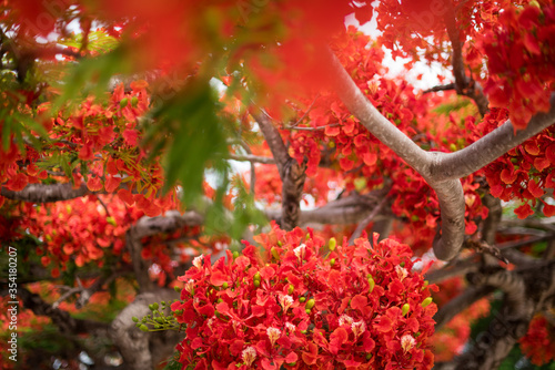 Professional close up portrait of flamboyant tree in Mexico