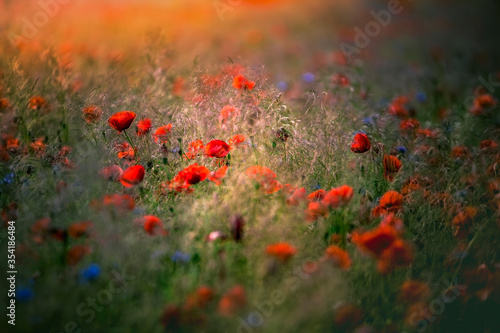 Polna łąka z kolorowymi kwiatamia