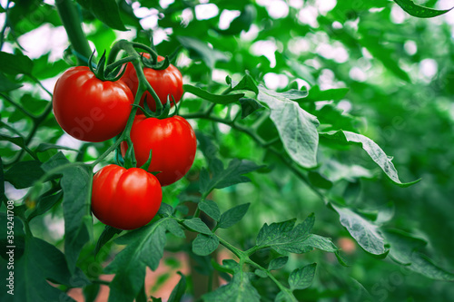 Red Tomatoes in a Greenhouse. Horticulture. Vegetables