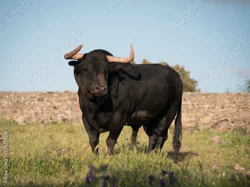 Six year old spanish bull in a meadow in spring.