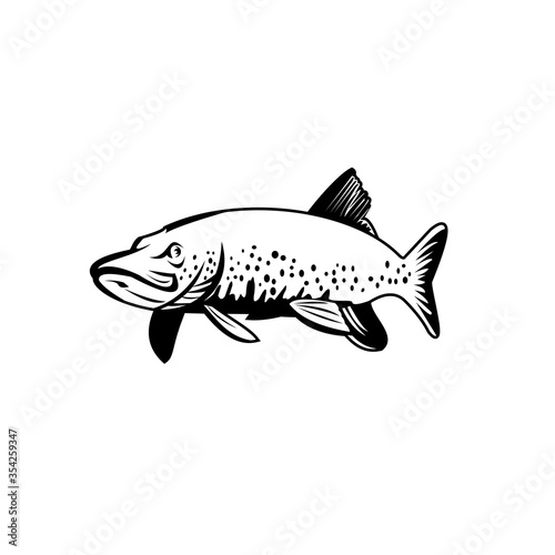 Northern Pike Lakes Pike or Jackfish Swimming Retro Black and White