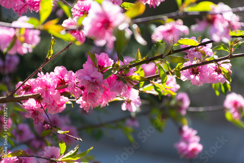 Pink cherry blossoms in the garden. Beautiful spring pink background. Decorative Botanical garden. Japanese Sakura close-up in soft focus. Sunny mood. Lots of bright flowers on the branches. Gardening
