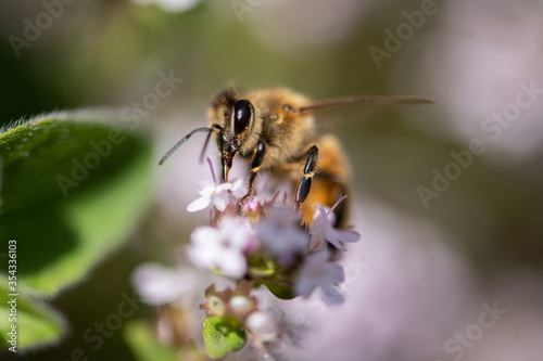 fleißige Honigbiene auf blühendem Thymian, sammeln von Nektar und Pollen.