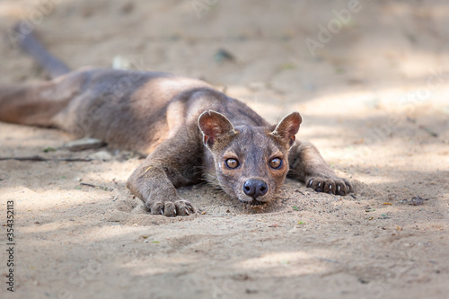 Endemic Madagascar fossa on the ground scared