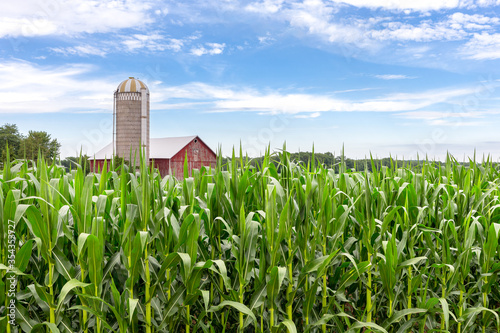 Classic Red Barn in a Corn Field