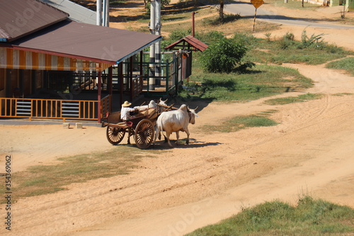 Char à bœufs à Bagan, Myanmar