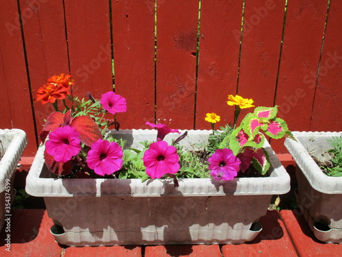 windowbox flowers