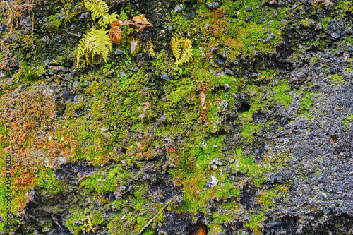 Texture of a concrete wall moss-grown