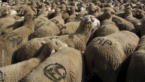Flock of sheep at the transhumance festival in Madrid
