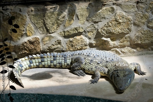 Alligator - Meeresaquarium Zella Mehlis - Alligatoren gehören zu der Gruppe der Krokodile. Sie sind träger als diese, haben einen reduzierten Stoffwechsel und können 100 Jahre alt und 6 m lang werden