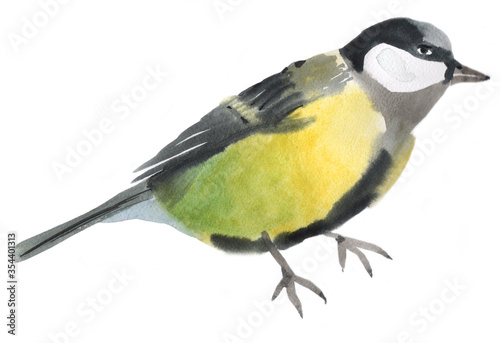 Watercolor illustration of a bird tit