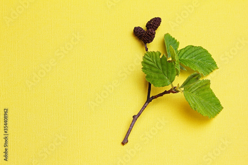 Branch of alder (Alnus) with mature cones and green leaves isolated on yellow background with space for text