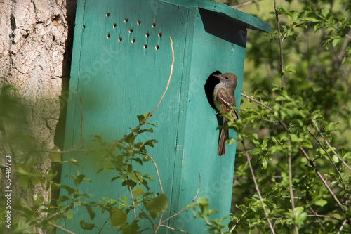  great crested flycatcher (Myiarchus crinitus)