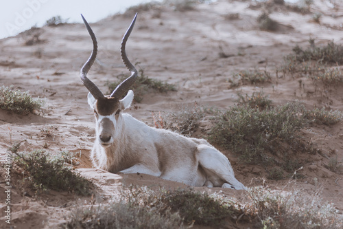 Addax - white or screw horn antelope - resting on the grassy field. Critically endangered species. National Park Souss-Massa, Morocco