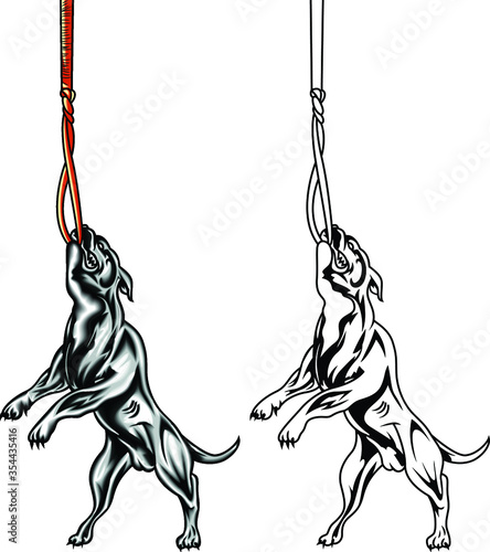 Training of staffordshire dogs in power sports on a rope. Weight dogs pulling isolated on a white background.
