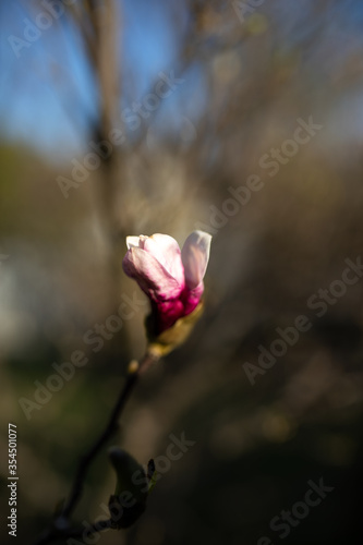 bliski kadr na rozwijający się kwiat magnolii w ogrodzie i mocno rozmyte tło 