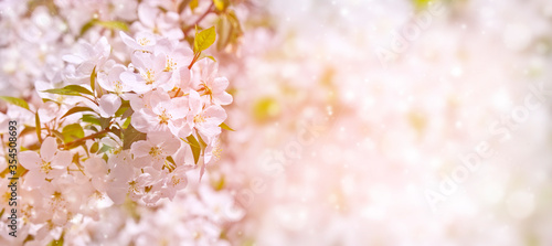 Selective focus. Spring background - white flowers of apple tree, blurred background. Template for design.