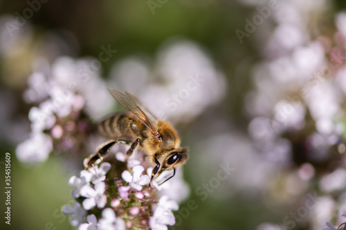 fleißige Biene auf Thymian Blüten, sammeln von Nektar und Blütenpollen, Makroaufnahme.