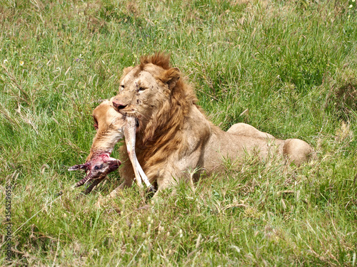 A lion eats an impala in Serengeti National Park, Tanzania