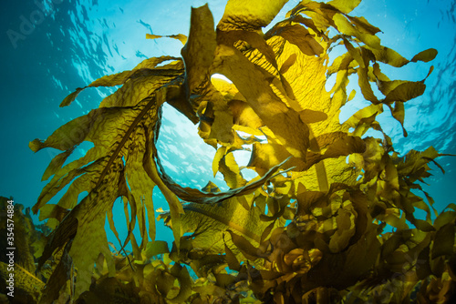 Seaweed and Sunlight