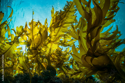 Seaweed and Sunlight