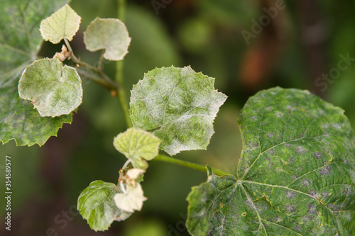 Leaves and fruits of green grapes with spots and bloom. Mildew and oidium grape. Primary signs of fungal disease. Viticulture.