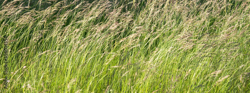 Meadow grass (Poa pratensis or Kentucky bluegrass or blue grass), close up