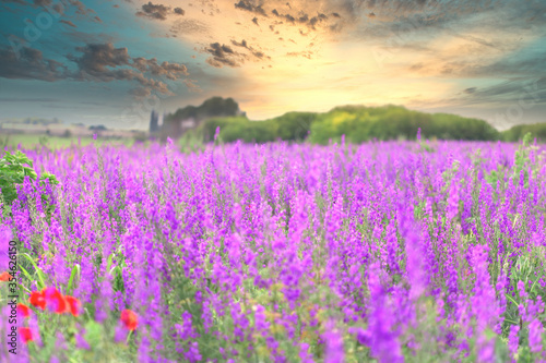 Field of purple flowers, beautiful meadow landscape in late afternoon - dusk, beautiful nature in spring, selective and soft focus on purple flower,
