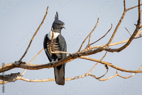 Image of Black baza (Aviceda leuphotes) perched on a branch on nature background. Falco. Bird. Animals.