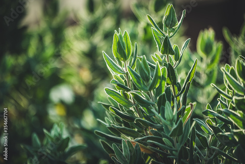 Evergreen leaves of Rock Rose shrub