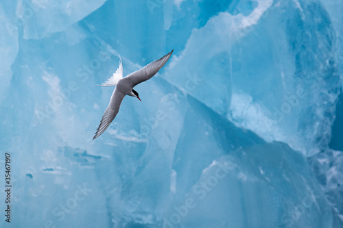 An Arctic Tern swooping in front of an ice berg in the Arctic