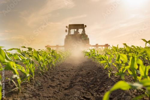 Tractor harrowing corn field