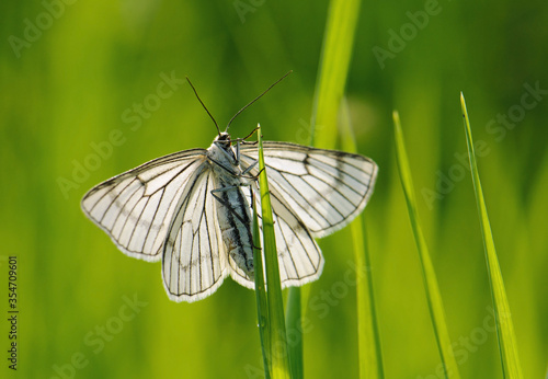 Black-veined moth in the grass