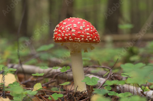 The toadstool in natural environment