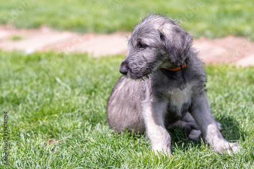 Irish wolfhound puppy