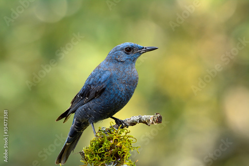 Blue rock thrush ( Monticola solitarius) beautiful grey to blue bird perching on wood over mossy grass onbright background lighting in nature, amaze creature in wild
