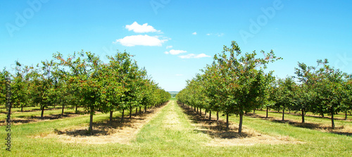 Beautiful nature scene with cherry tree. plantation of cherry trees in springtime. fruit orchard in the spring. field fruits rows growing on a sunny day in may after the blossom with cloudscape.