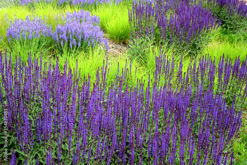 Salvia nemorosa Stippa capilata lush flower bed with sage blue and purple flower color combined with yellow ornamental grasses lush green color perennial flower bed