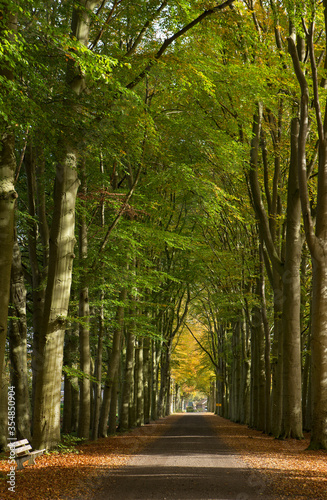 Fall. Autumn. Forest. Maatschappij van Weldadigheid Frederiksoord. Drenthe. Netherlands. Lane structure.