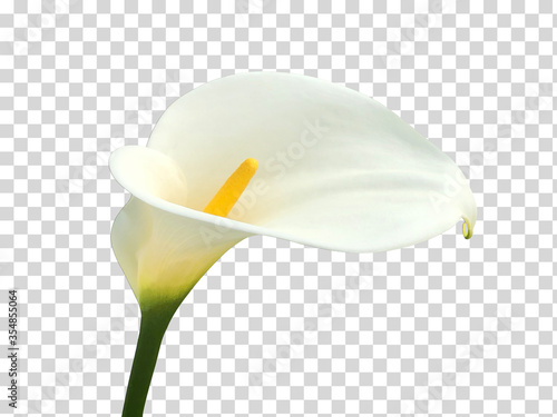 Calla lily, beautiful white calla lilies blooming in the garden, Arum lily, Gold calla on isolated background including clipping path.