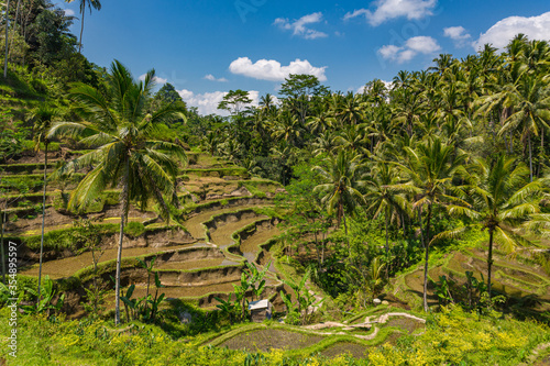 Paysage de rizière en terrasse à Bali