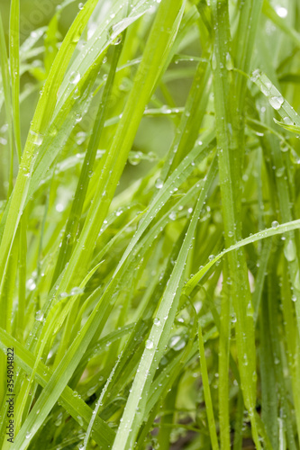 fresh wet grass