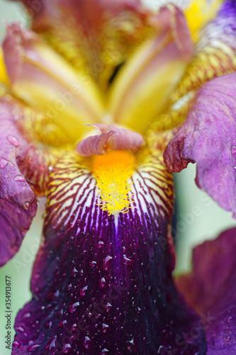 Close-up full bloom view of a purple and yellow bearded iris flower