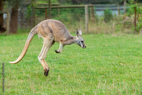 Red Kangaroo