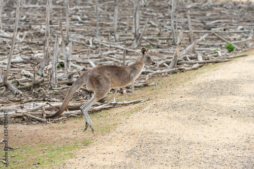 Eastern Grey Kangaroo