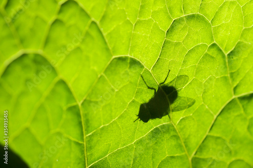 fly shadow on a leaf in sunny day