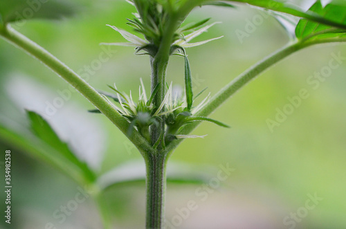 Soft focus, macro photo of flowering cannabis plant. Medical marijuana plant flowering, thc and cbd herbs. Fresh marijuana plant in natural lighting. Organic hemp farming.