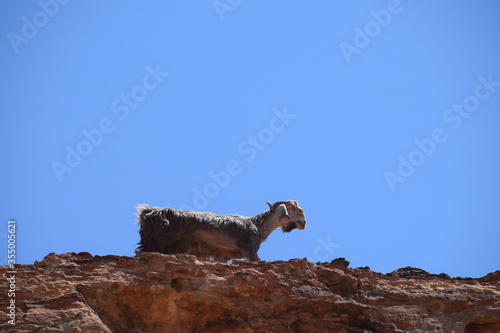 Goat standing on the rocks of Petra, Wadi Musa, Jordan