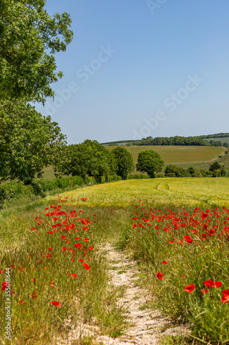 Poppies in the South Downs, on a sunny summers day